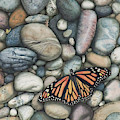Monarch on the Rocks
